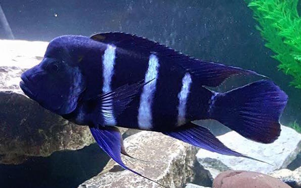 Cyphotilapia gibberosa 'Lupota'